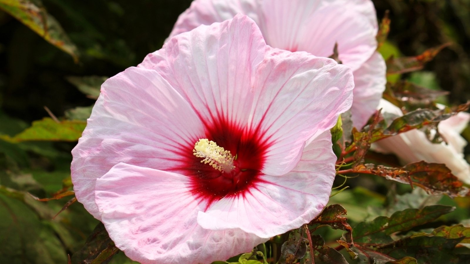 Você está visualizando atualmente Que Tipo de Hibisco Volta Todo Ano?