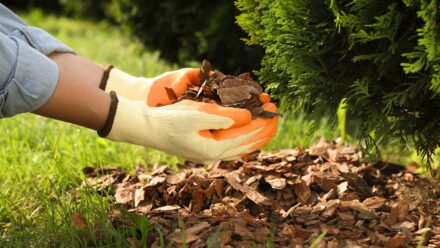 Leia mais sobre o artigo 9 Razões para Você Cobrir seu Jardim com Palha neste Outono