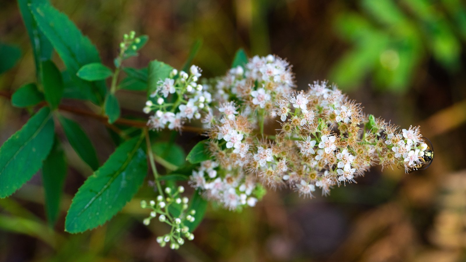 Você está visualizando atualmente 23 Sementes Nativas que Requerem Estratificação a Frio para Plantar no Outono