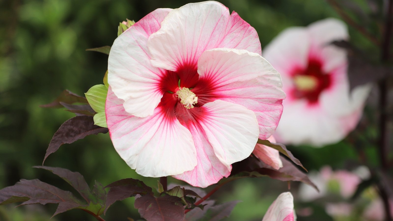 Você está visualizando atualmente 17 Belas Variedades de Hibisco para Plantar em Setembro