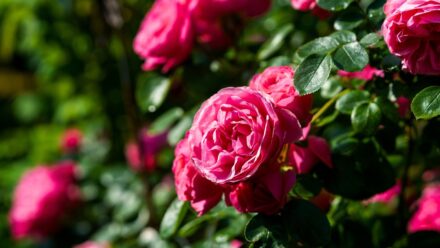 Leia mais sobre o artigo 17 Melhores Rosas Arbustivas para Plantar em Setembro