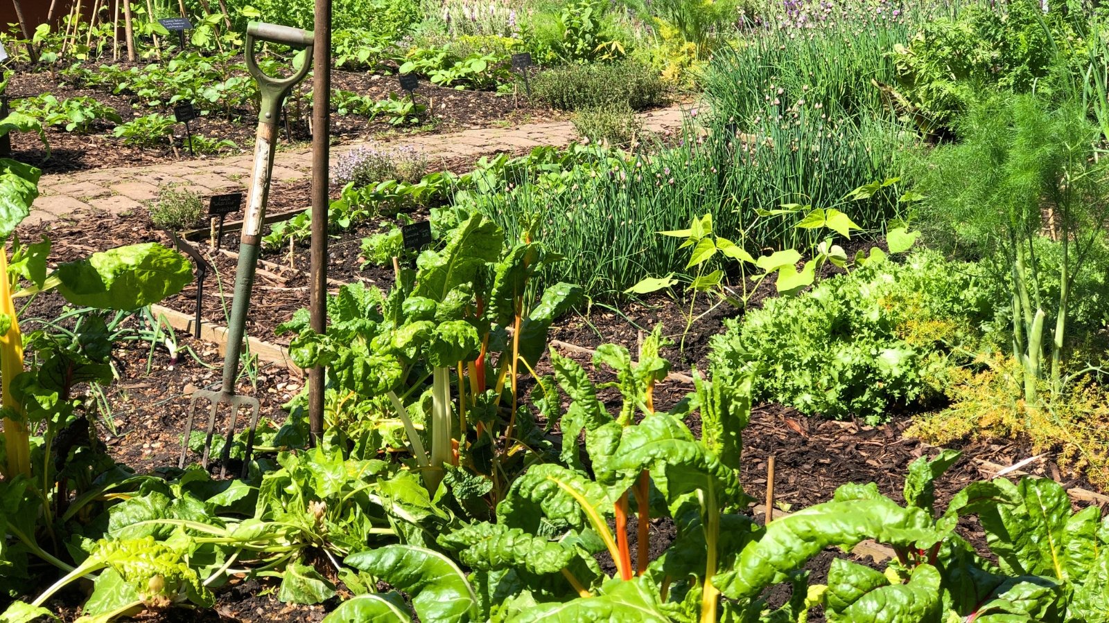 Você está visualizando atualmente Como Começar uma Horta na Zona 8