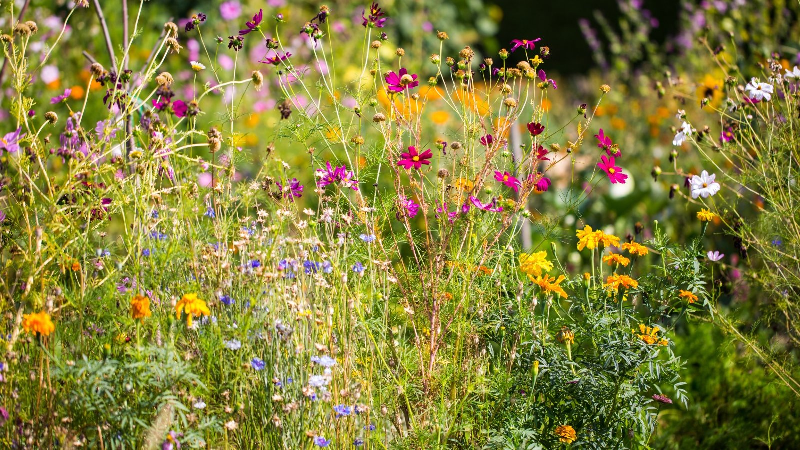 Você está visualizando atualmente 21 Flores Silvestres Nativas para Jardins do Tennessee