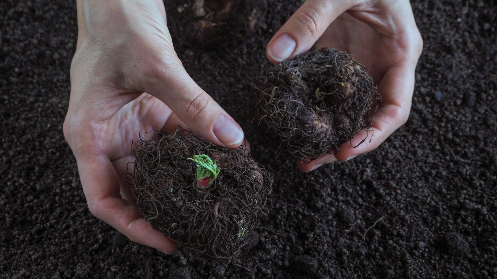 Você está visualizando atualmente Como Preparar Begônias Tuberosas para o Inverno e o Próximo Ano