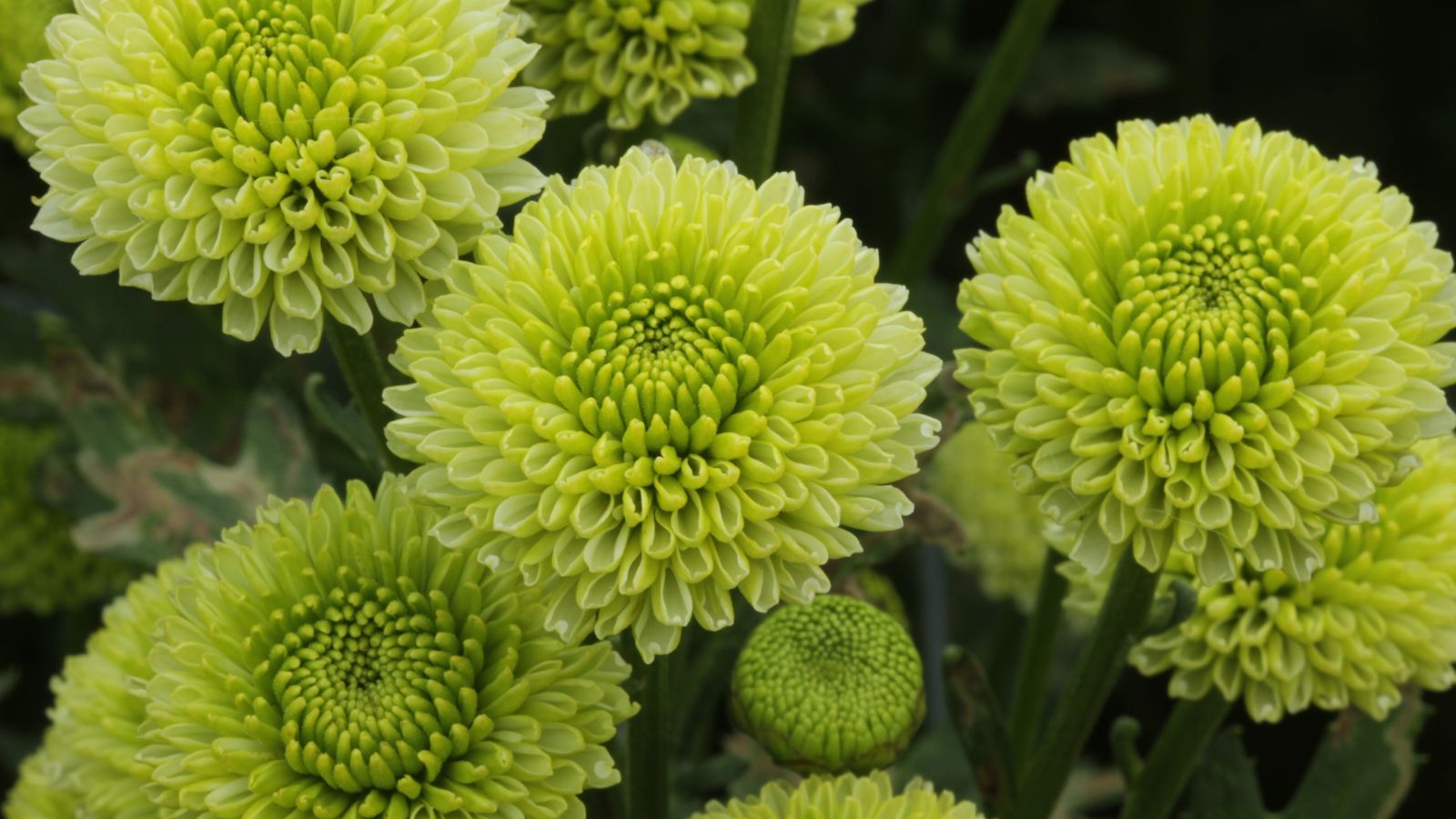 Você está visualizando atualmente 7 Dicas de Fertilização para Mães para as Melhores Flores