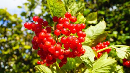 Leia mais sobre o artigo Você Pode Cultivar Cranberries no Jardim de Casa?