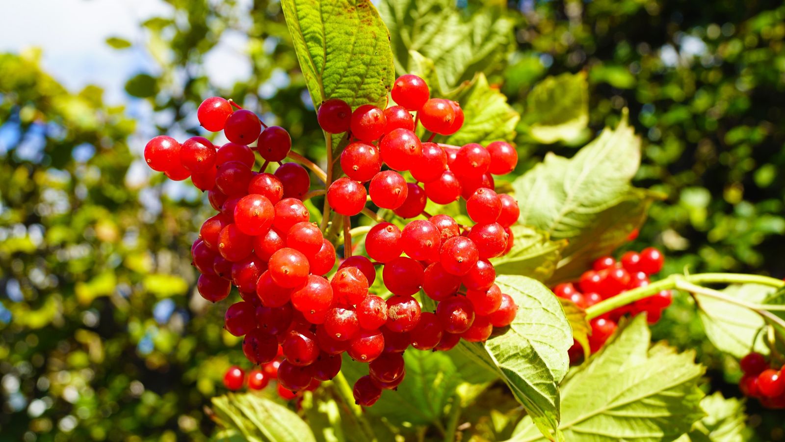 No momento, você está visualizando Você Pode Cultivar Cranberries no Jardim de Casa?