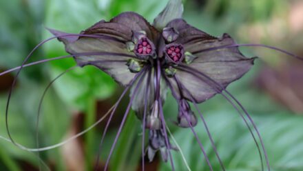 Leia mais sobre o artigo 19 Plantas de Halloween que Exalam uma Ambiência Assustadora