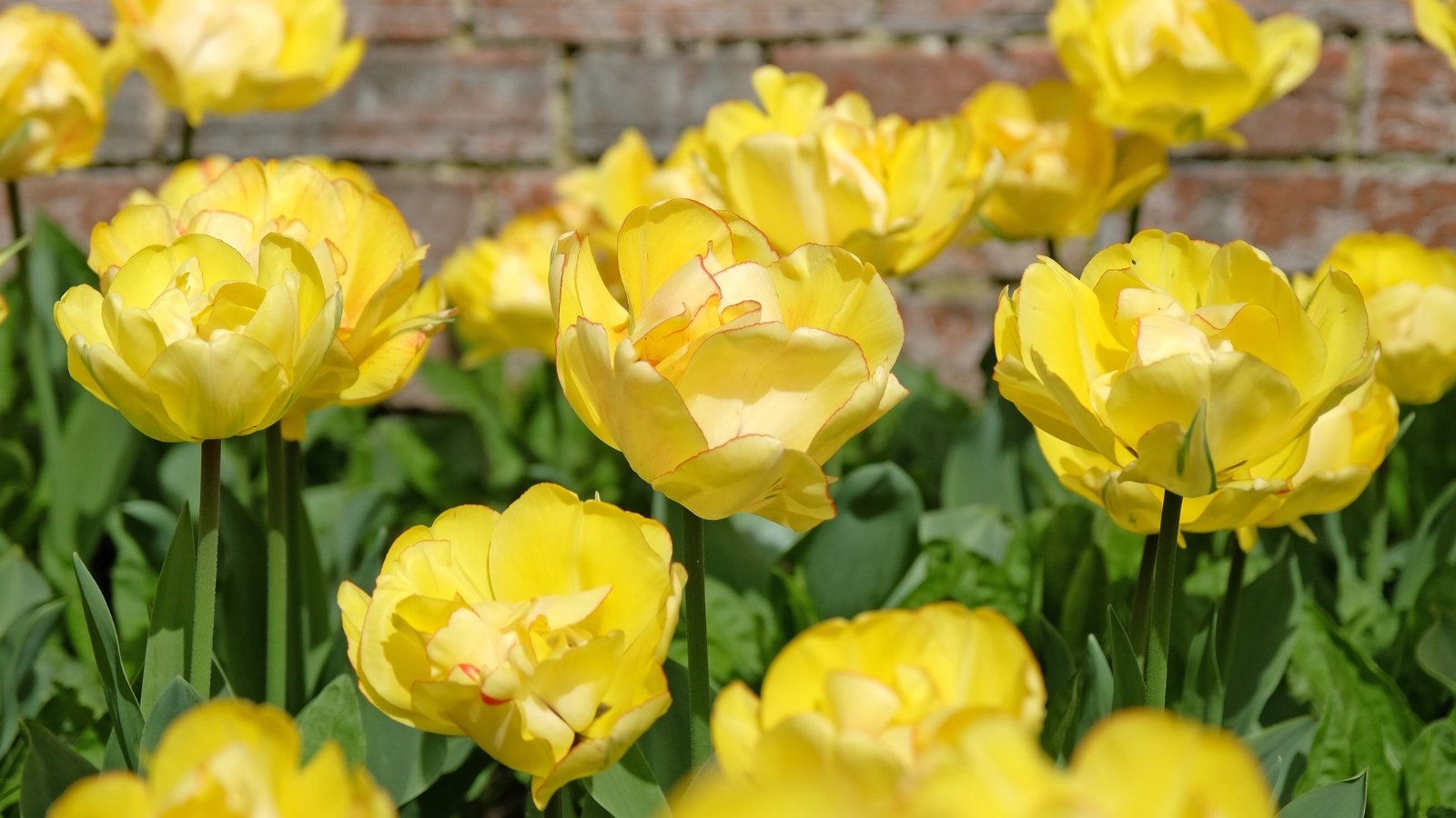 Você está visualizando atualmente 19 Flores à Prova de Erro para Jardins de Corte: Guia para Cultivadores Iniciantes