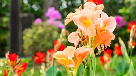 Leia mais sobre o artigo Quando Desenterrar Seus Tubérculos de Flores: Considerações para o Seu Clima