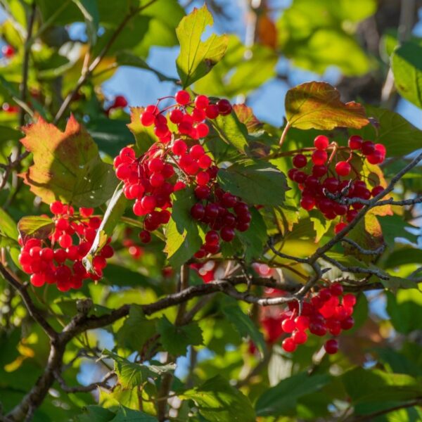 Como Plantar, Cultivar e Cuidar de Cranberries de Arbusto Alto