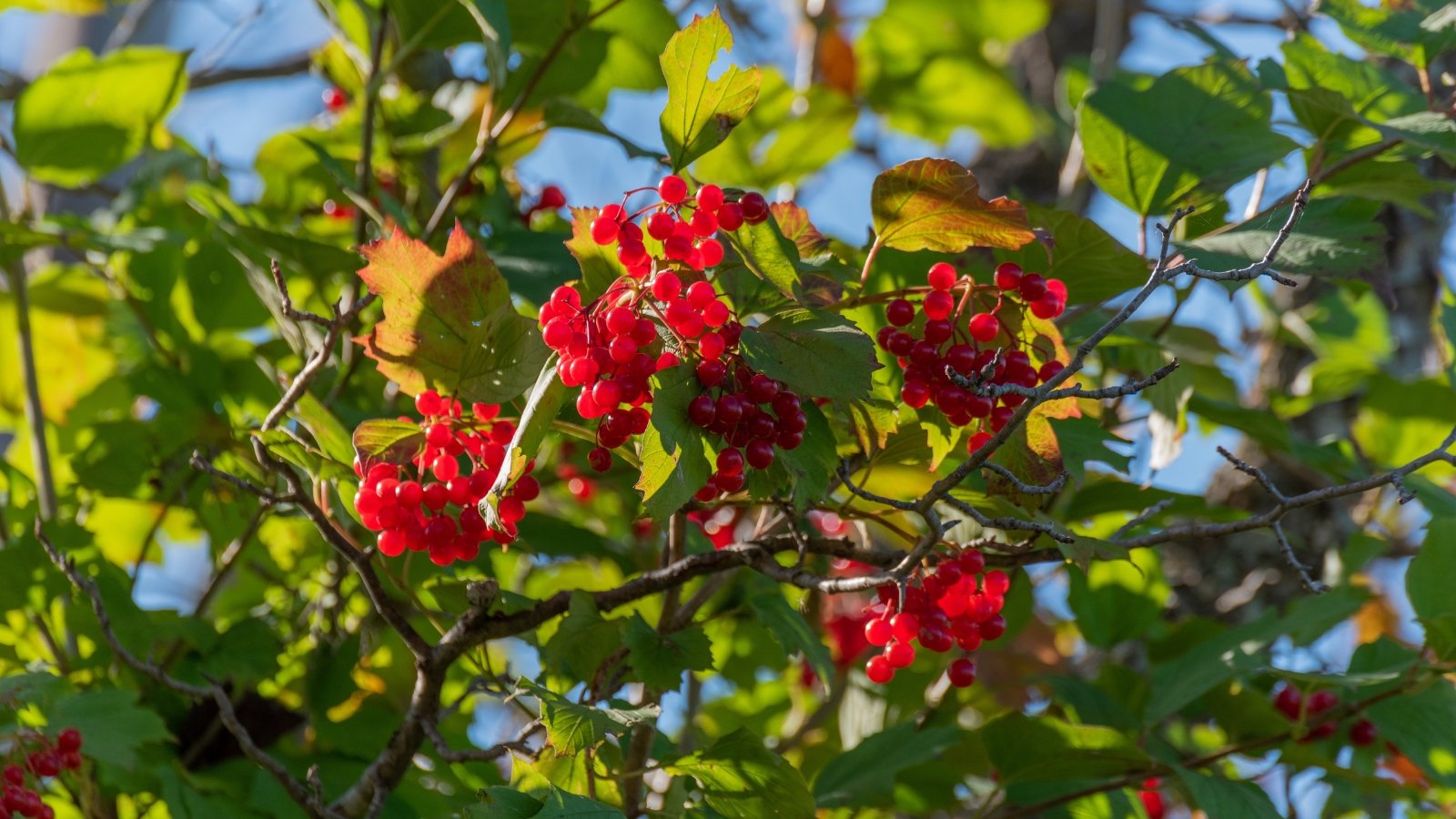 Você está visualizando atualmente Como Plantar, Cultivar e Cuidar de Cranberries de Arbusto Alto