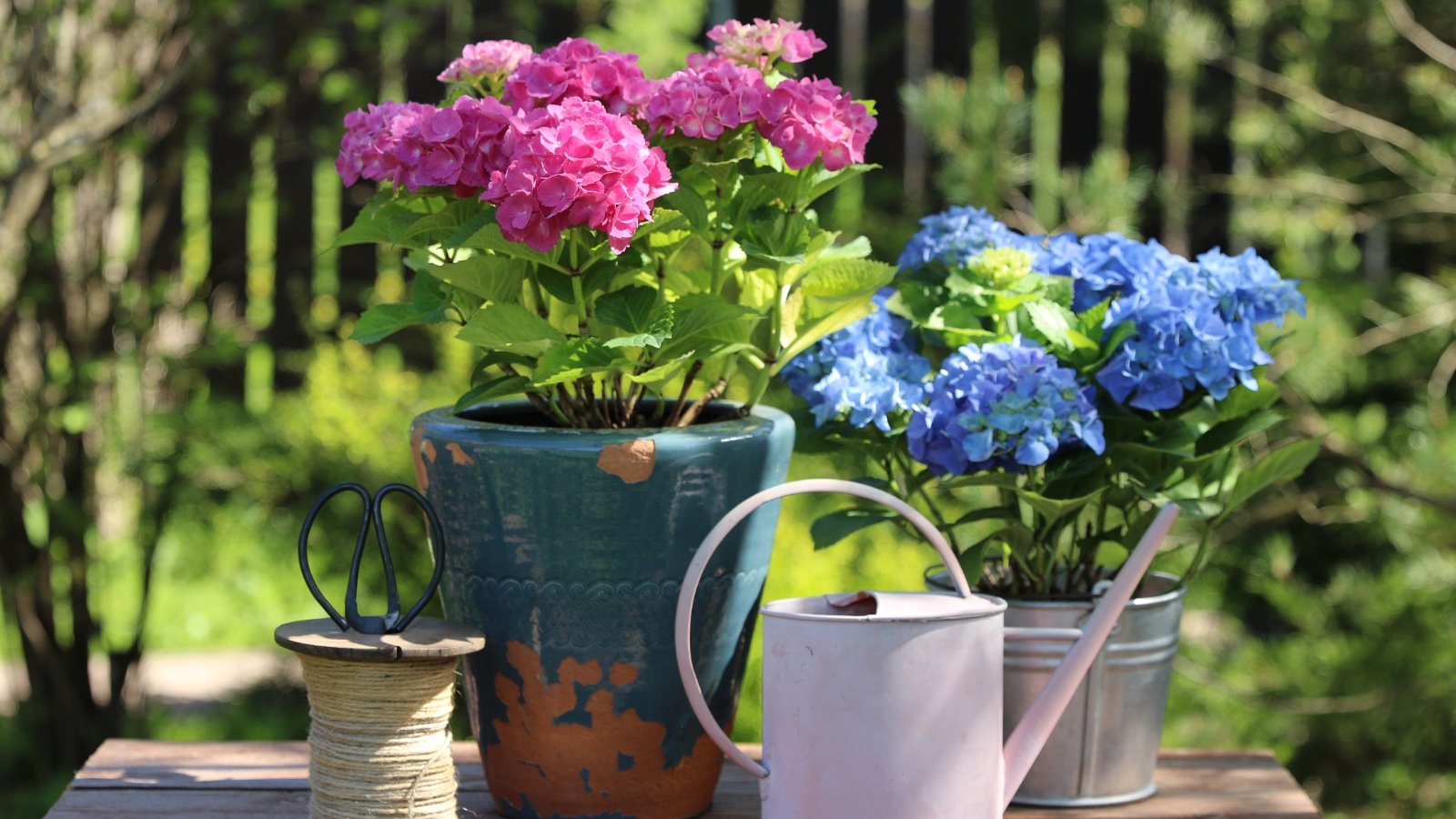 Você está visualizando atualmente Como Preparar Hortênsias em Vasos para o Inverno em 7 Passos