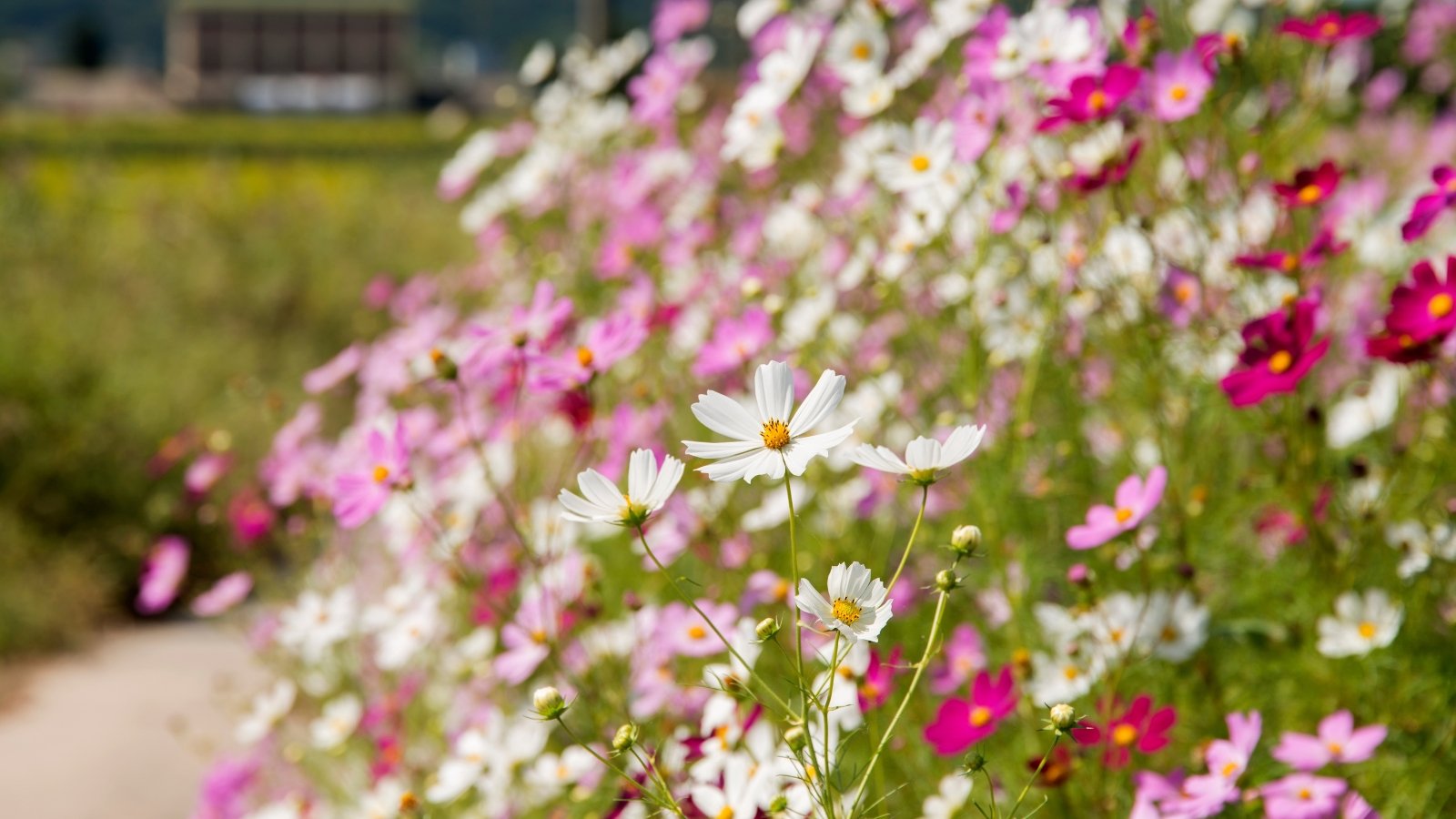 Você está visualizando atualmente 17 Flores Silvestres Que Florescem no Outono