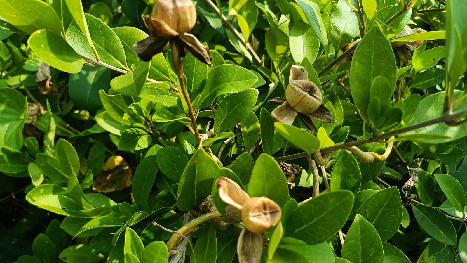 No momento, você está visualizando Como Plantar, Cultivar e Cuidar de Arbustos de Distylium