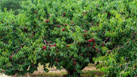 Leia mais sobre o artigo 11 Árvores que Alimentam a Vida Selvagem no Outono e Inverno