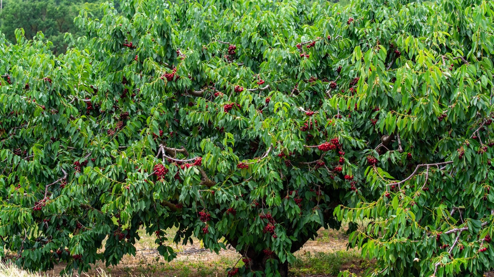 No momento, você está visualizando 11 Árvores que Alimentam a Vida Selvagem no Outono e Inverno