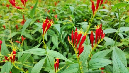 Leia mais sobre o artigo Como Plantar, Cultivar e Cuidar de Spigelia (Raiz-de-Pink)