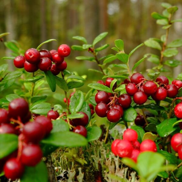 Como Plantar, Cultivar e Cuidar de Plantas de Cranberry