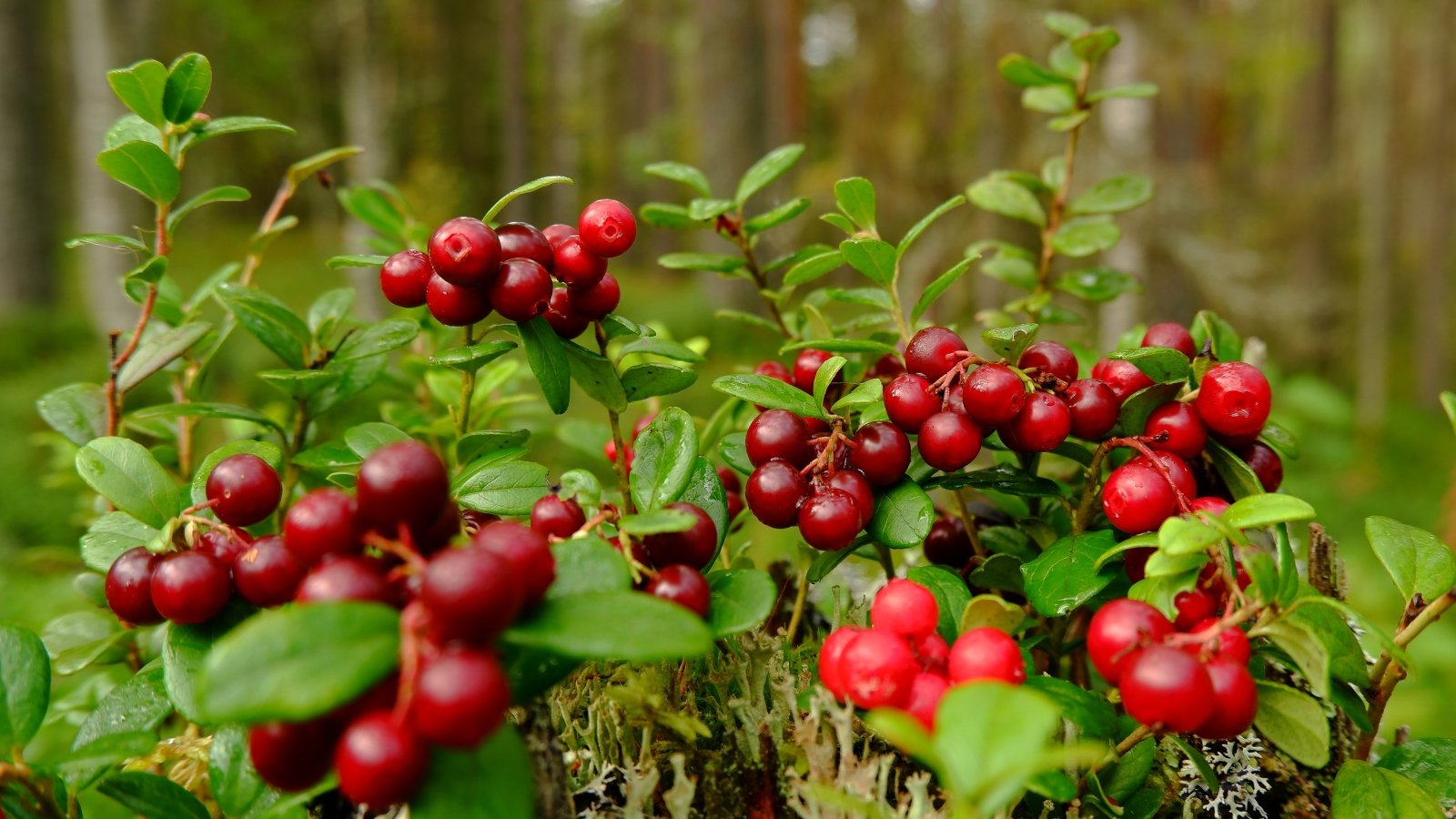 Você está visualizando atualmente Como Plantar, Cultivar e Cuidar de Plantas de Cranberry