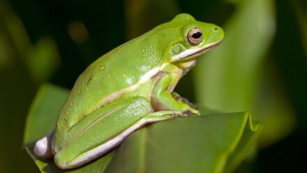 Leia mais sobre o artigo Como e Por Que Atrair Sapos para o Seu Jardim Este Ano