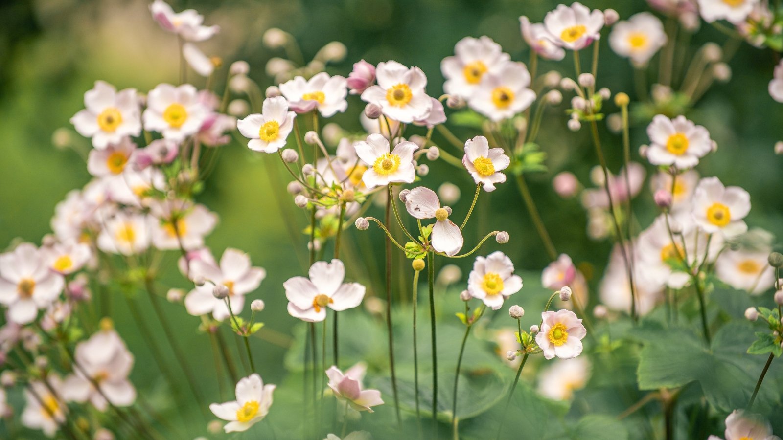 Você está visualizando atualmente 13 Variedades de Anêmonas para Plantar em Outubro