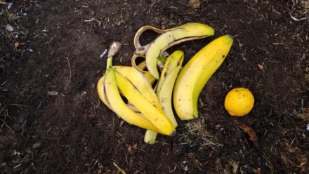 Leia mais sobre o artigo Por Que Todo Jardineiro Deveria Enterrar Cascas de Banana—O Segredo para Tomates e Pimentas Vigorosos!