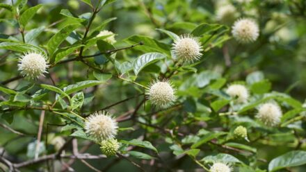 Leia mais sobre o artigo Como Plantar, Cultivar e Cuidar do Arbusto-de-Botão