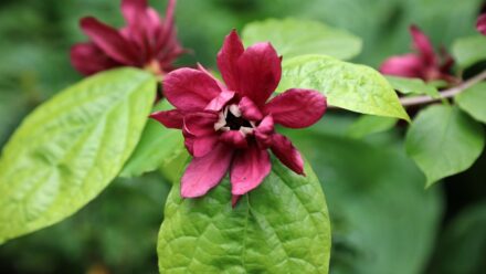 Leia mais sobre o artigo Como Plantar, Cultivar e Cuidar de Calycanthus (Sweetshrub) em Português