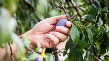 Leia mais sobre o artigo Como e Quando Colher Ameixas para Obter a Fruta Mais Doce