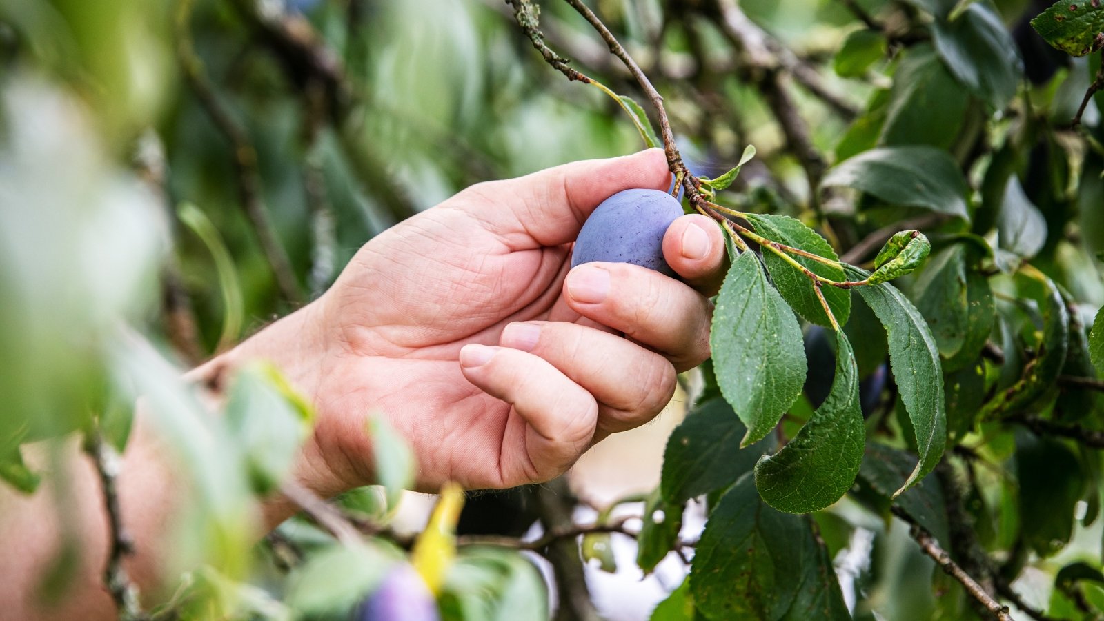 Você está visualizando atualmente Como e Quando Colher Ameixas para Obter a Fruta Mais Doce