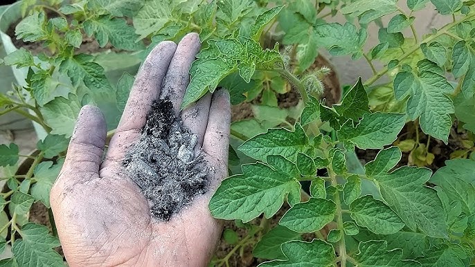 No momento, você está visualizando 7 Plantas que Prosperam com Este Fertilizante Natural