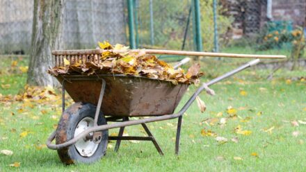 Leia mais sobre o artigo Deixar ou Limpar? Um Guia para Limpar o Jardim no Outono