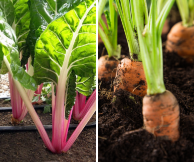 Leia mais sobre o artigo 9 Vegetais Tolerantes à Geada para Cultivar em Outubro