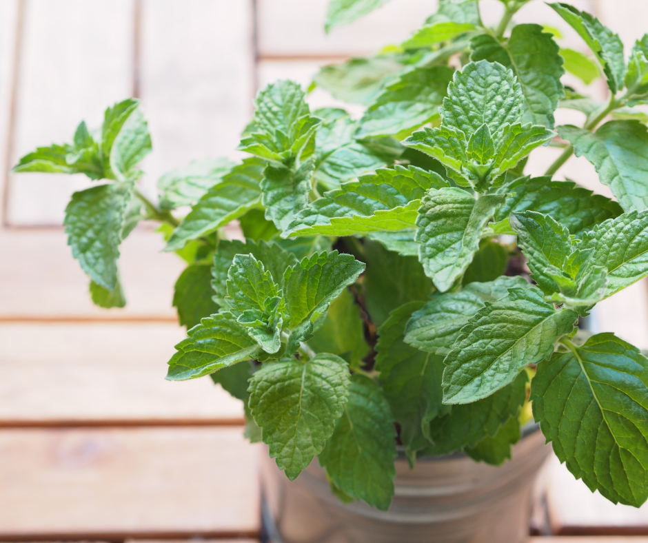 Você está visualizando atualmente Por Que Você Deve Colocar uma Planta de Hortelã-Pimenta na Sua Entrada