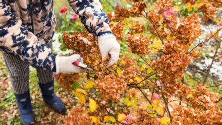 Leia mais sobre o artigo 13 Plantas Que Você Deve Podar no Outono, e 13 Que Deve Deixar Para a Primavera