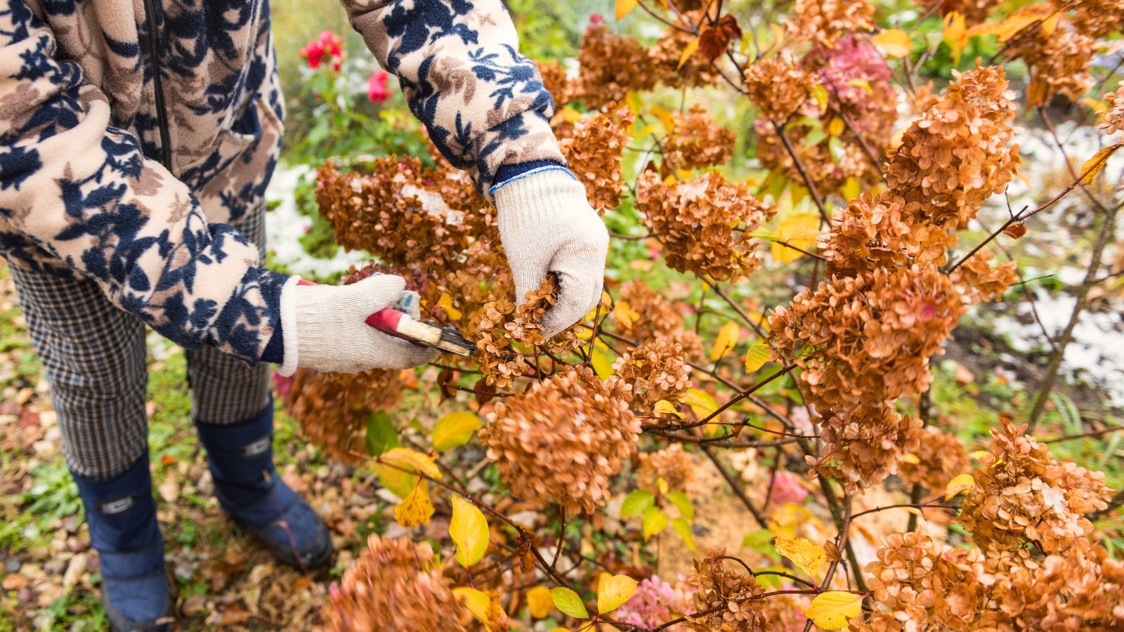 Você está visualizando atualmente 13 Plantas Que Você Deve Podar no Outono, e 13 Que Deve Deixar Para a Primavera