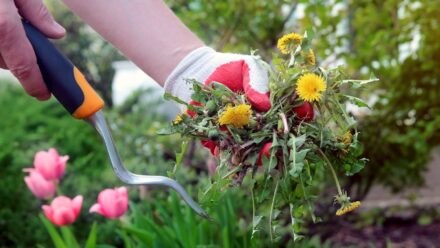 Leia mais sobre o artigo Tarefas de Jardinagem para 13 de Outubro