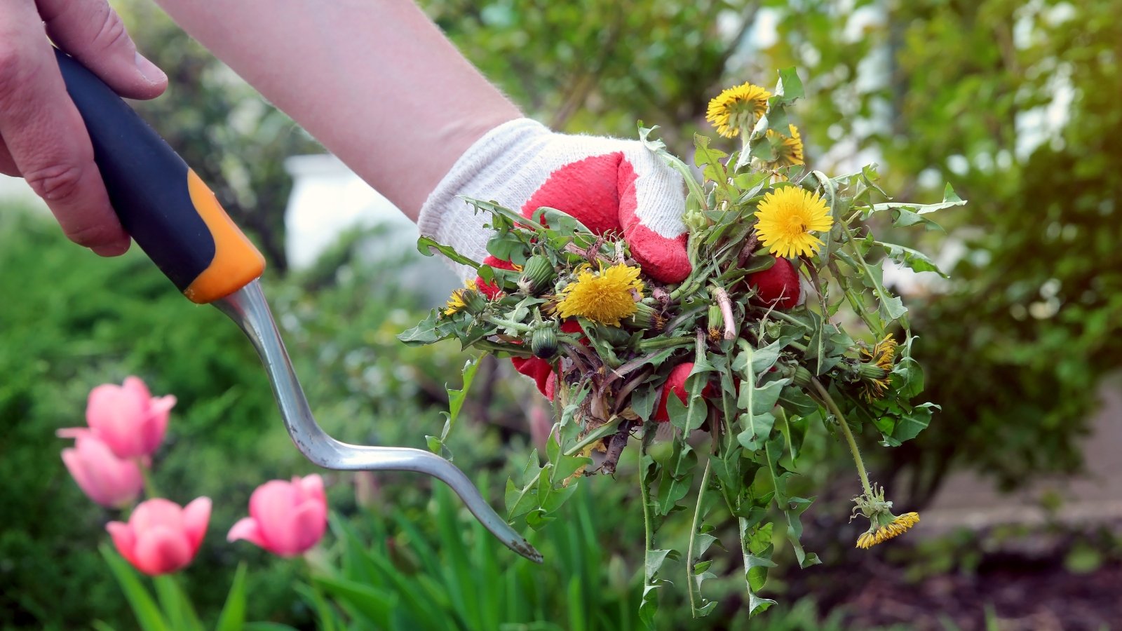 Você está visualizando atualmente Tarefas de Jardinagem para 13 de Outubro