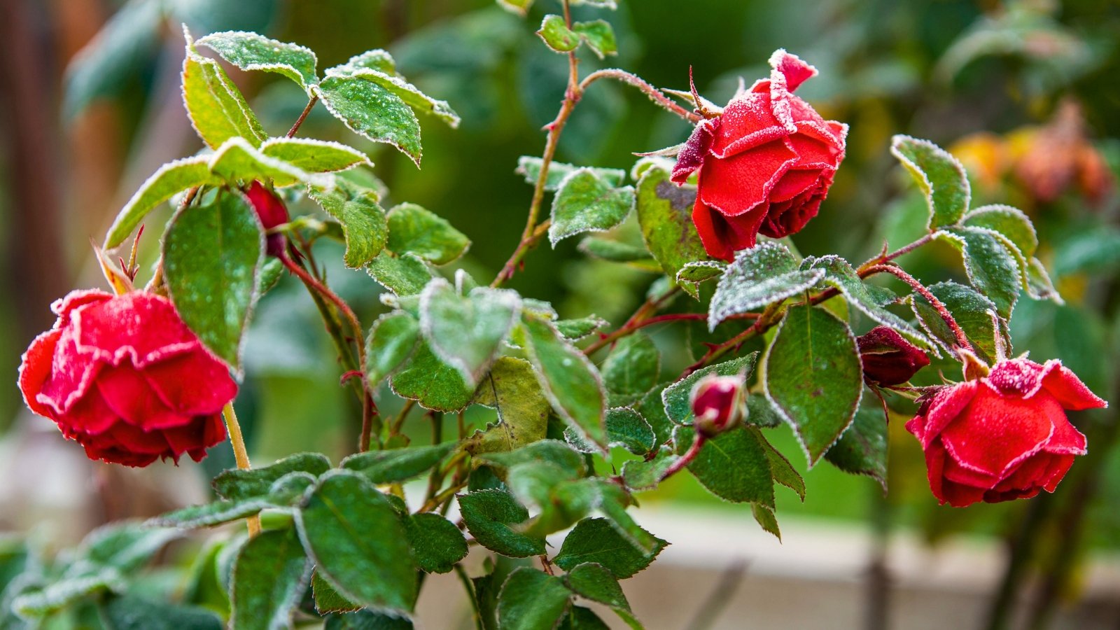 No momento, você está visualizando 9 Rosas que Precisam de Proteção Extra no Inverno