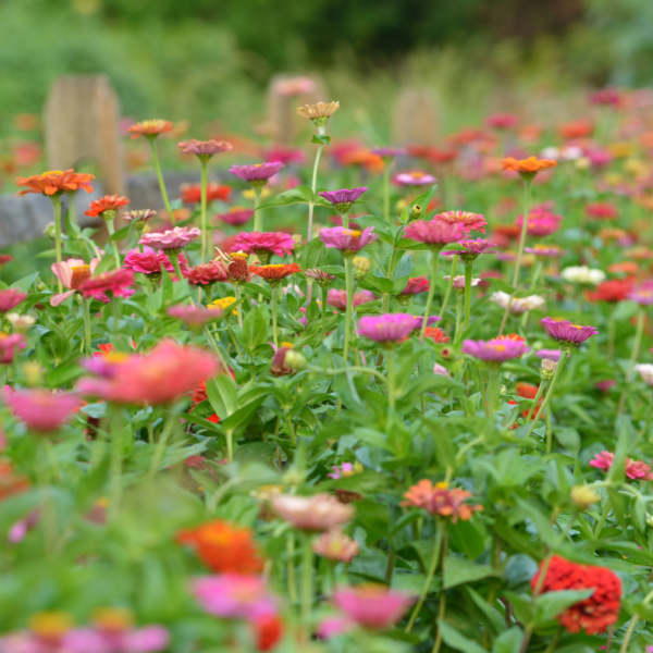 Todo Jardineiro Deveria Cultivar Zínias. Veja Por Quê.