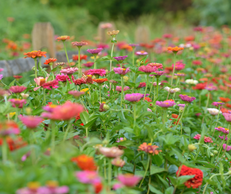 Você está visualizando atualmente Todo Jardineiro Deveria Cultivar Zínias. Veja Por Quê.