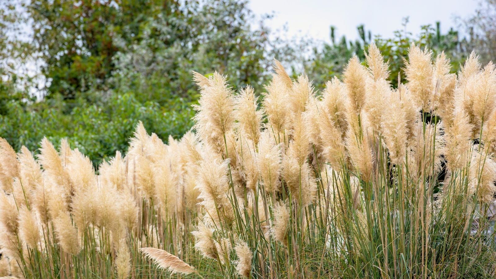 No momento, você está visualizando Como se livrar do capim-pampas: 7 dicas de erradicação