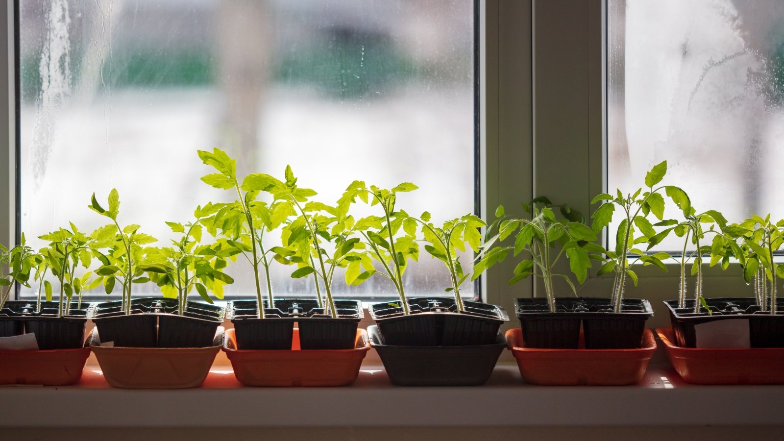 No momento, você está visualizando Você Pode Semear Tomates no Inverno?