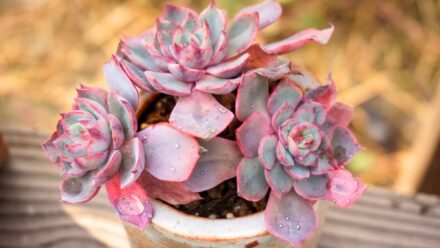 Leia mais sobre o artigo 13 Suculentas em Forma de Flor para Suas Decorações Internas