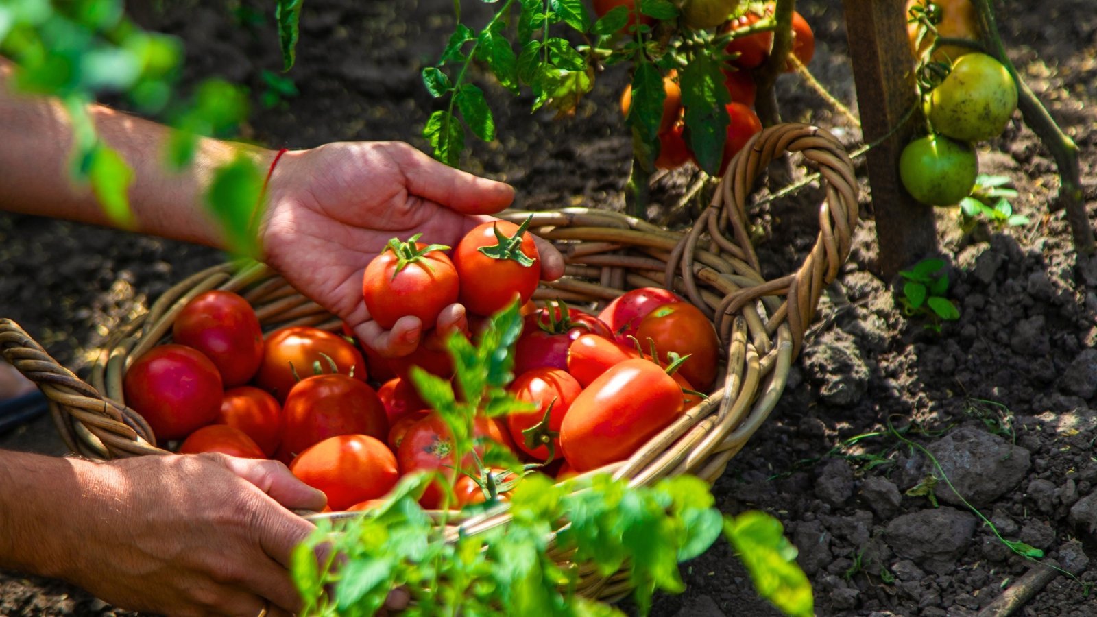 No momento, você está visualizando Obtenha Colheitas de Tomate o Ano Todo com Esta Única Estratégia de Cultivo