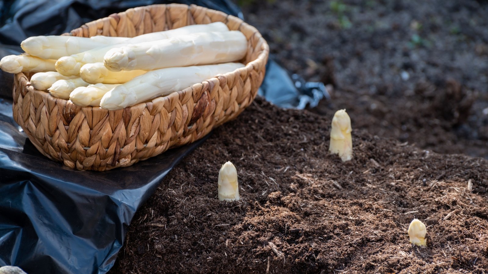 No momento, você está visualizando Como Plantar, Cultivar e Cuidar de Aspargos Brancos