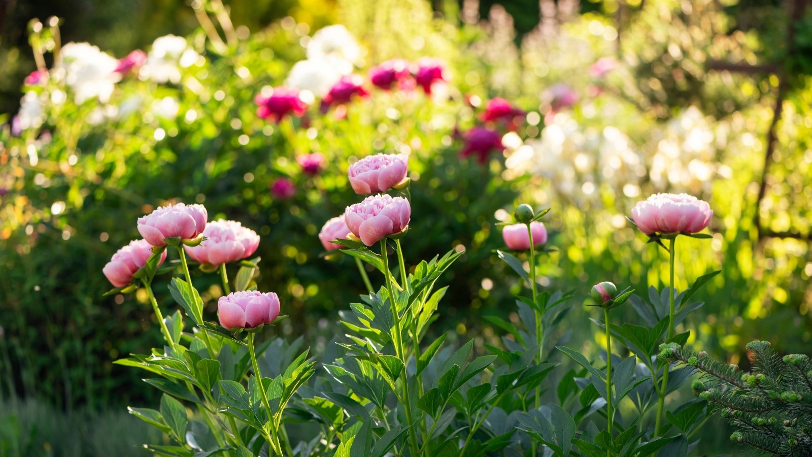 No momento, você está visualizando 15 Melhores Variedades de Peônias para Flores de Corte