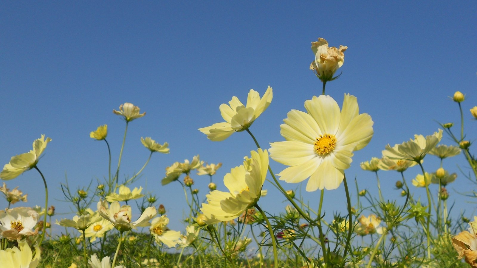 No momento, você está visualizando 13 Cores Inesperadas de Cosmos para Cultivar no Seu Jardim Este Ano