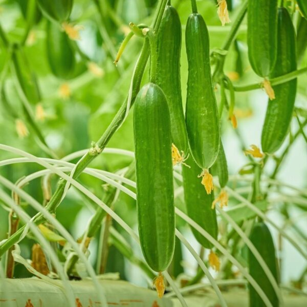 11 Plantas Frutíferas que Você Pode Cultivar em um Jardim Hidropônico